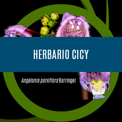 Herbario CICY