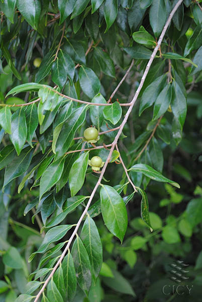 FLORA DE LA PENINSULA DE YUCATAN flora de la peninsula de yucatan: